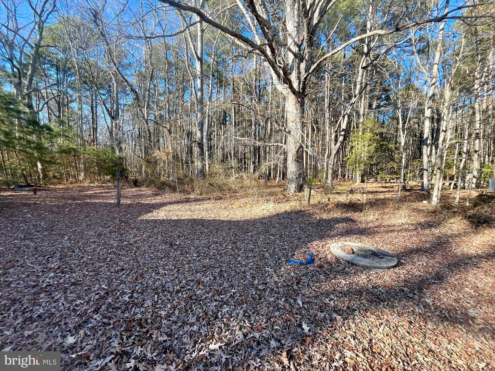 49220 Curleys Road Ridge, MD 20680 - Photo 8 of 24 a view of outdoor space with trees