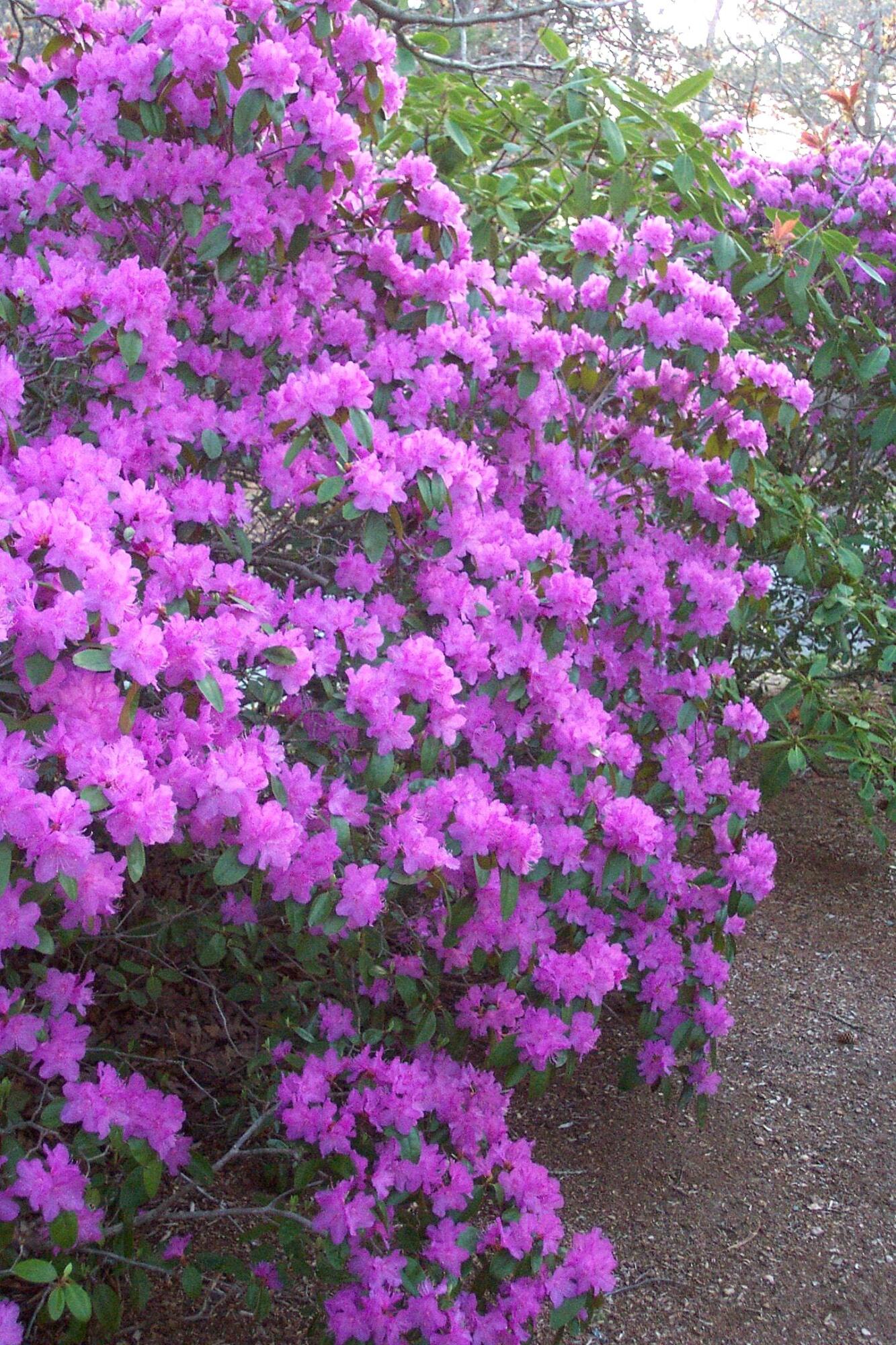 70 Acre Hill Road Barnstable, MA 02630 - Photo 43 of 54 Front Garden PJM Rhody