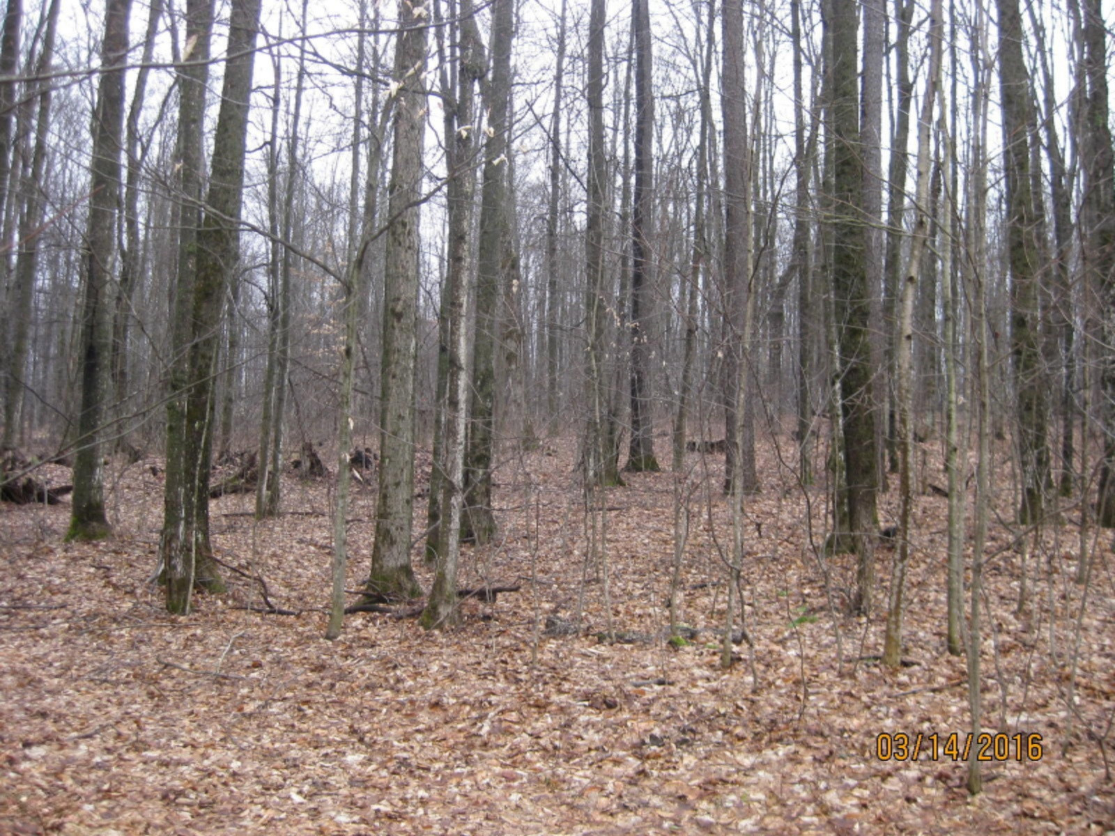 6242 North Coe Road Luther, MI 49656 - Photo 8 of 22 IMG_1709