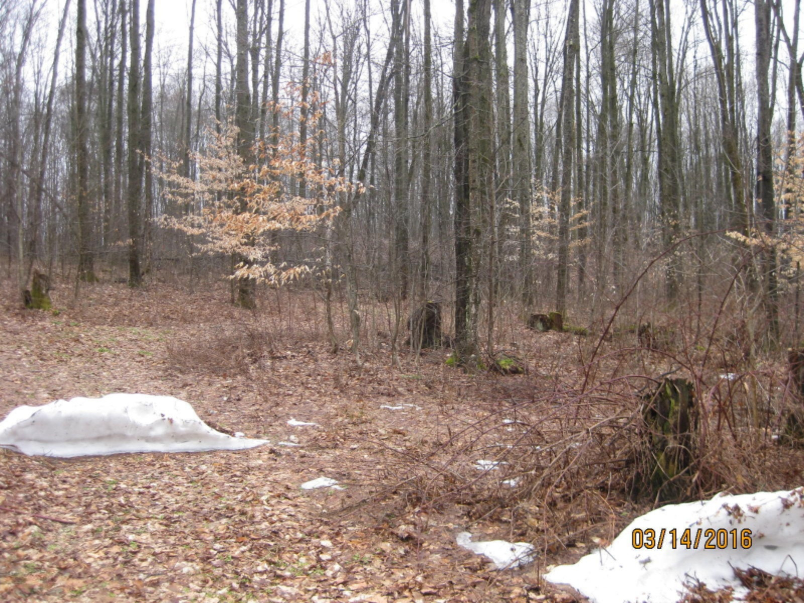 6242 North Coe Road Luther, MI 49656 - Photo 9 of 22 IMG_1710