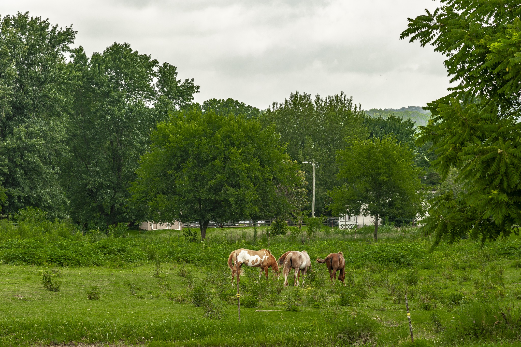 1026 Scott Road Bethpage, TN 37022 - Photo 32 of 68 Gallery Image 32