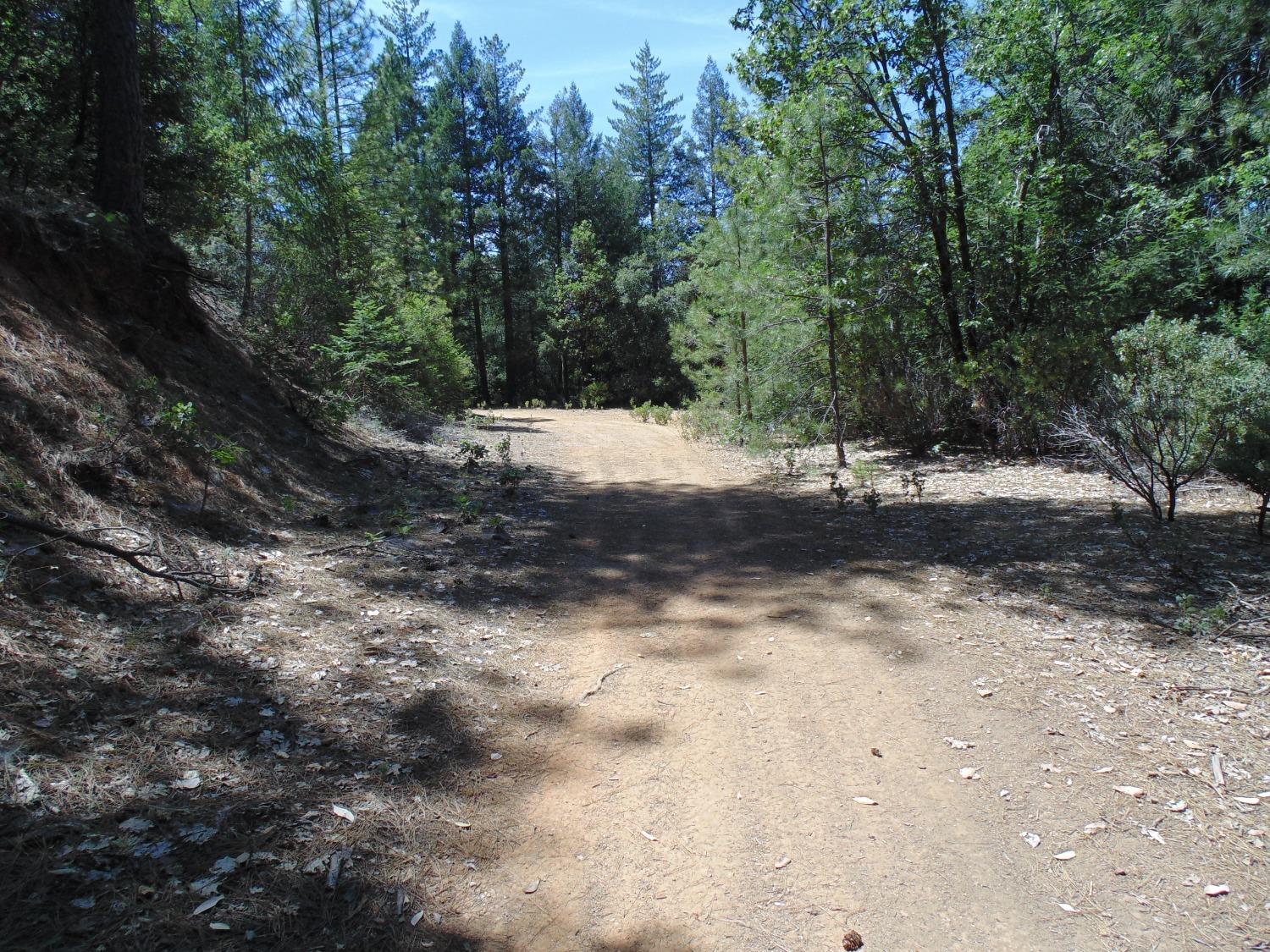 35 Balderston Road Georgetown, CA 95634 - Photo 15 of 37 a view of dirt yard with a large tree