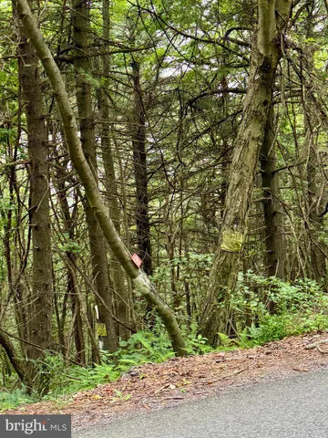 a backyard of a house with lots of green space and trees all around