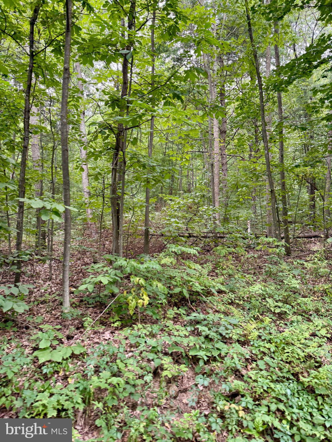 Mountain Road James Creek, PA 16657 - Photo 19 of 27