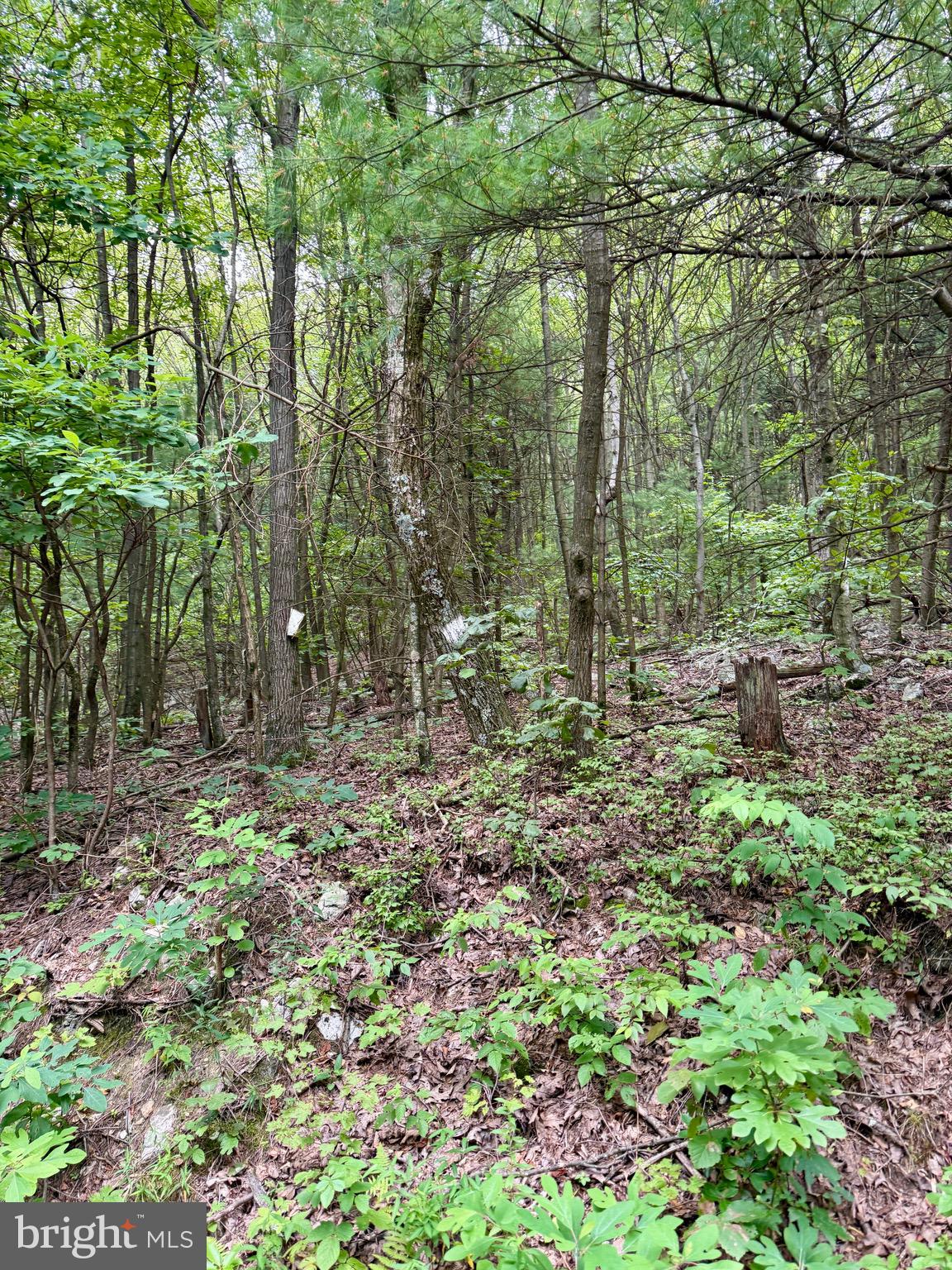 Mountain Road James Creek, PA 16657 - Photo 20 of 27