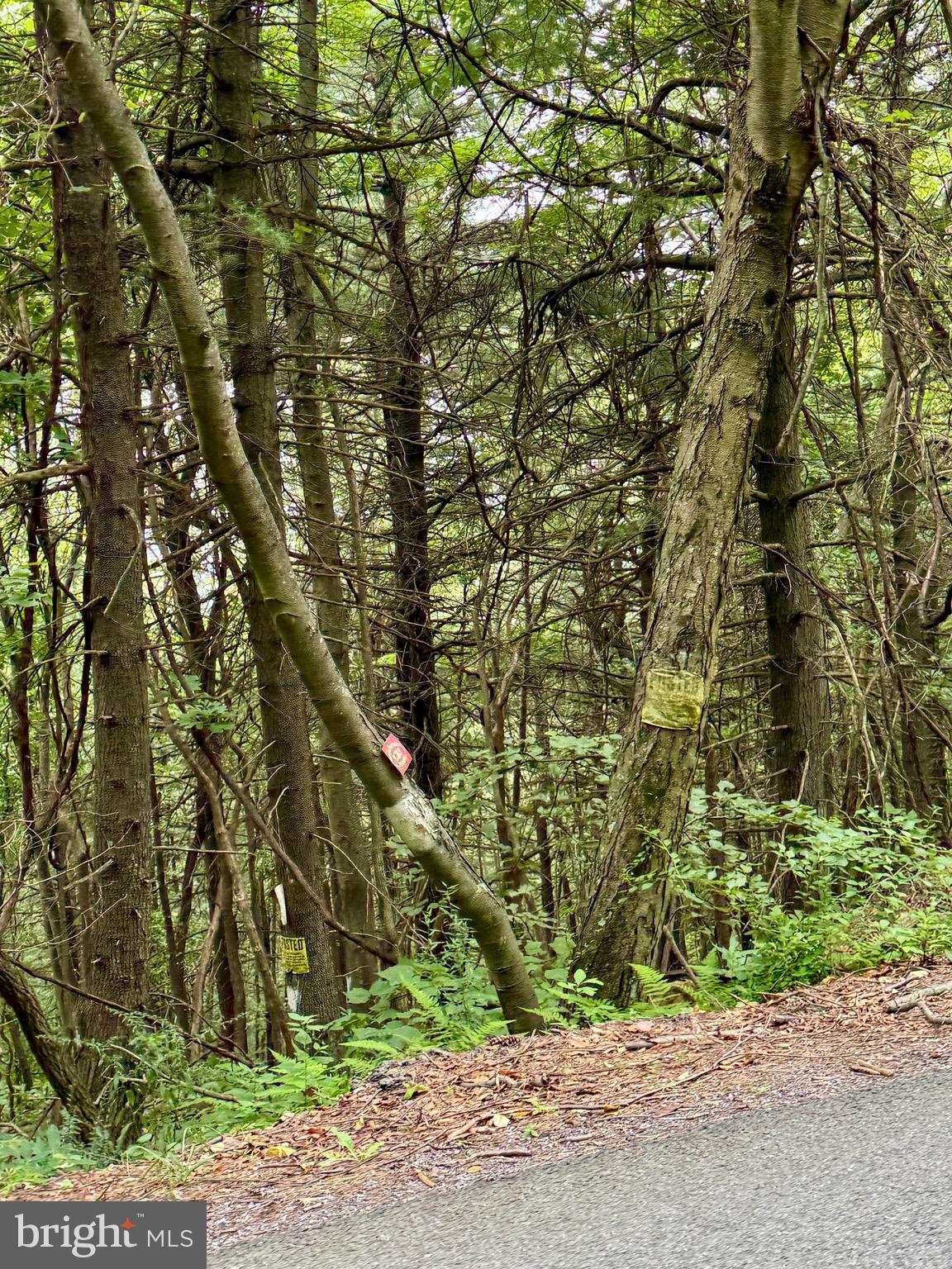 Mountain Road James Creek, PA 16657 - Photo 22 of 27