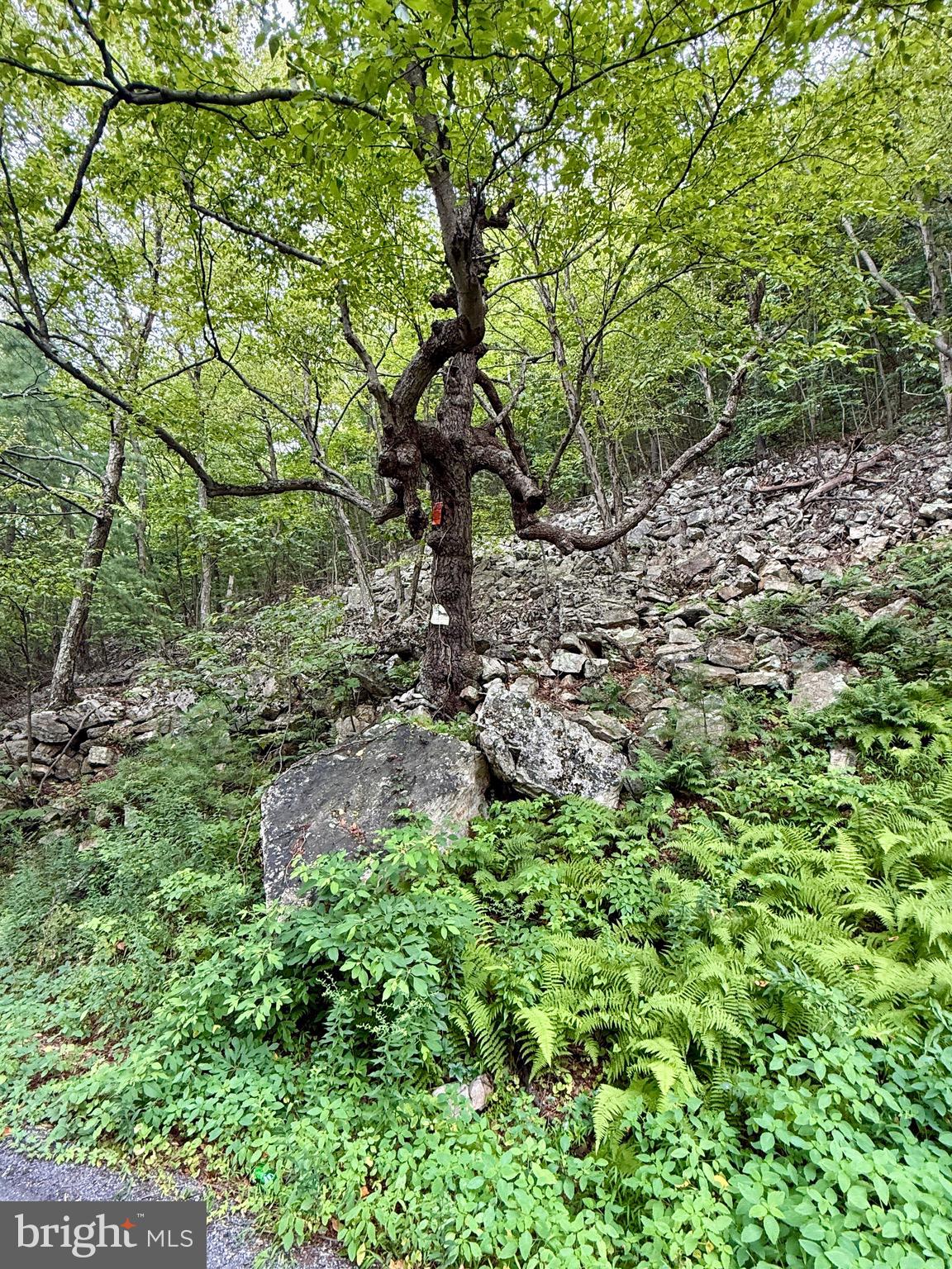 Mountain Road James Creek, PA 16657 - Photo 25 of 27
