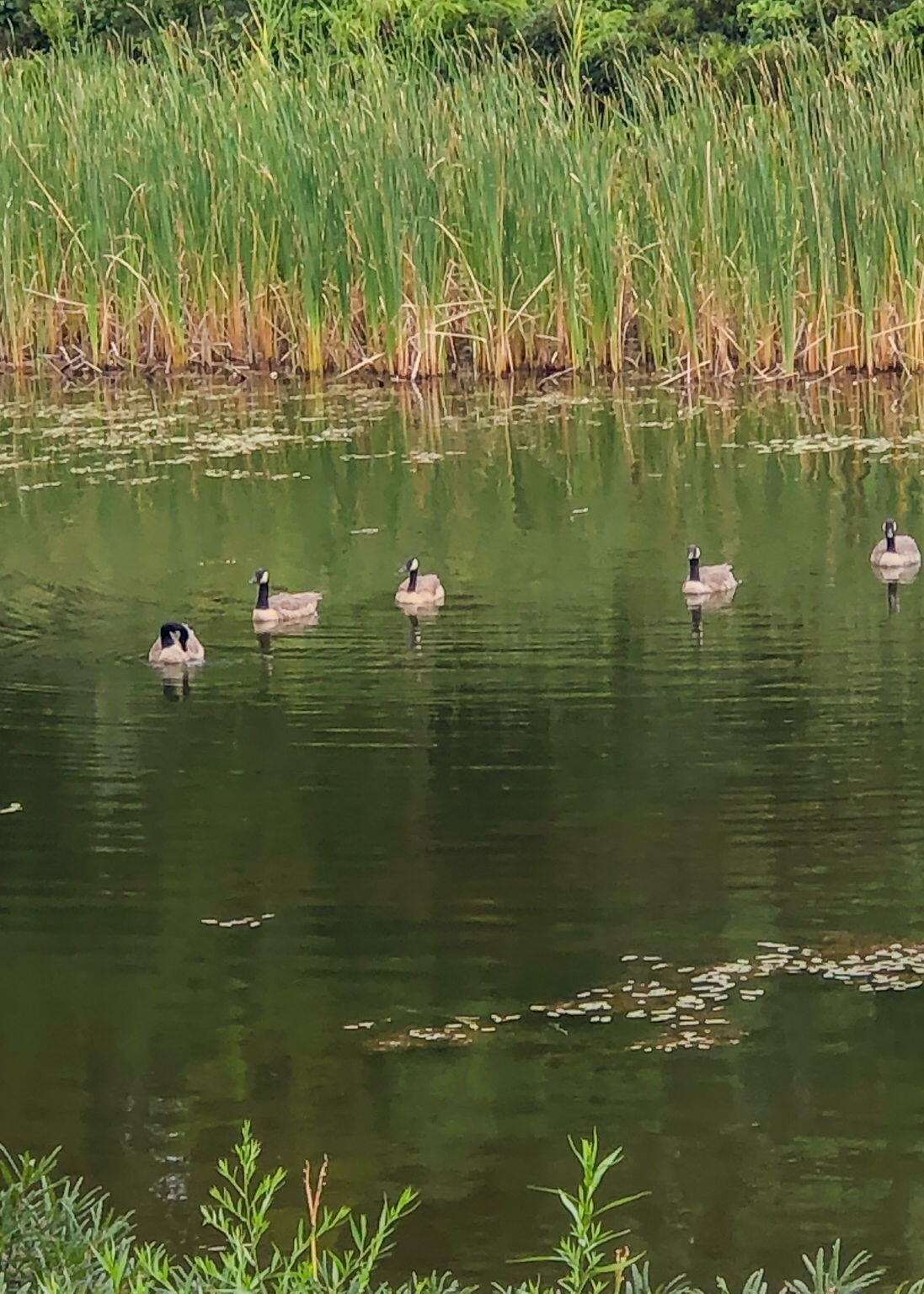 46 Kavanaugh Road, Unit 46 Old Orchard Beach, ME 04064 - Photo 41 of 45 46 Kavanaugh