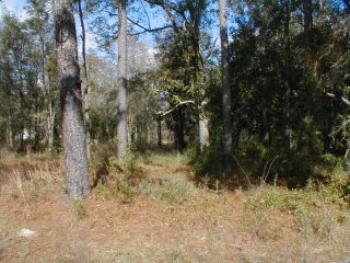 0 US Highway 98 Foley, AL 36535 - Photo 1 of 1 Main View