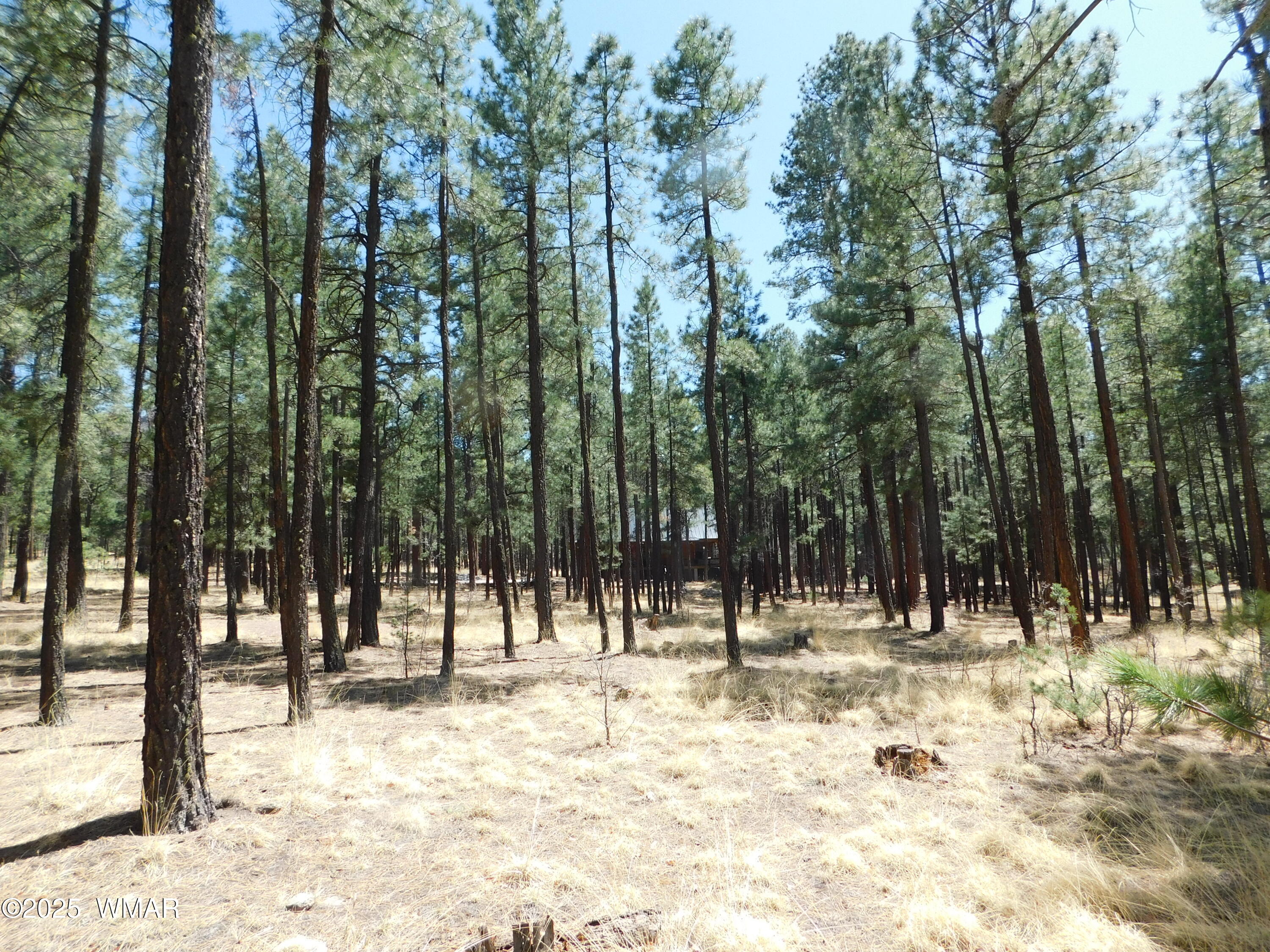 17 N2326 Alpine, AZ 85920 - Photo 14 of 17 a view of outdoor space with trees