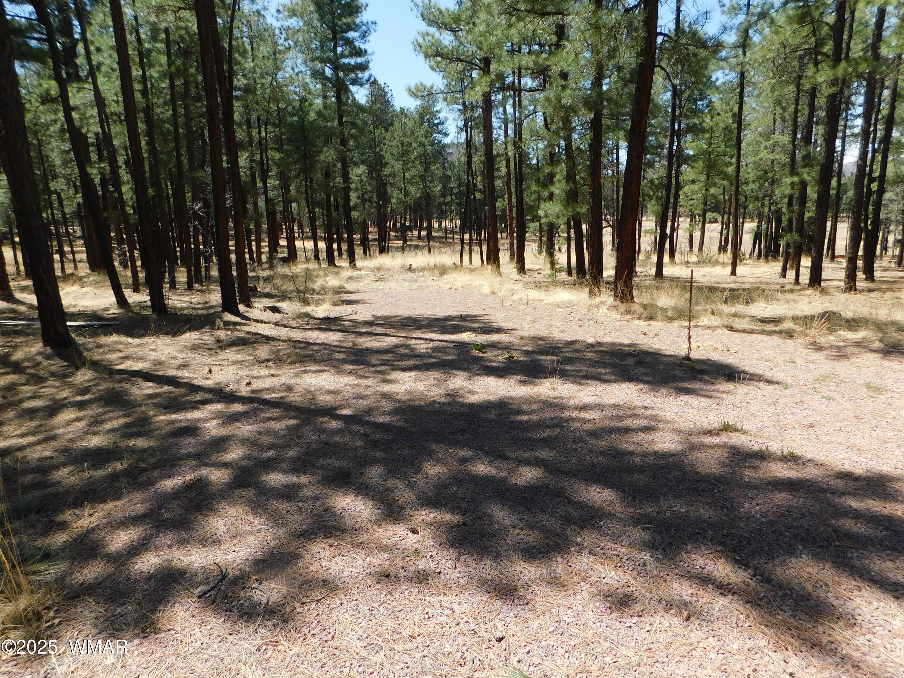 17 N2326 Alpine, AZ 85920 - Photo 4 of 17 a view of road with trees