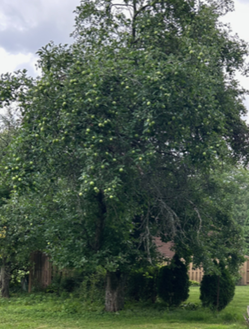 1125 Morningside Drive Elgin, IL 60123 - Photo 42 of 42 a view of a trees in a yard