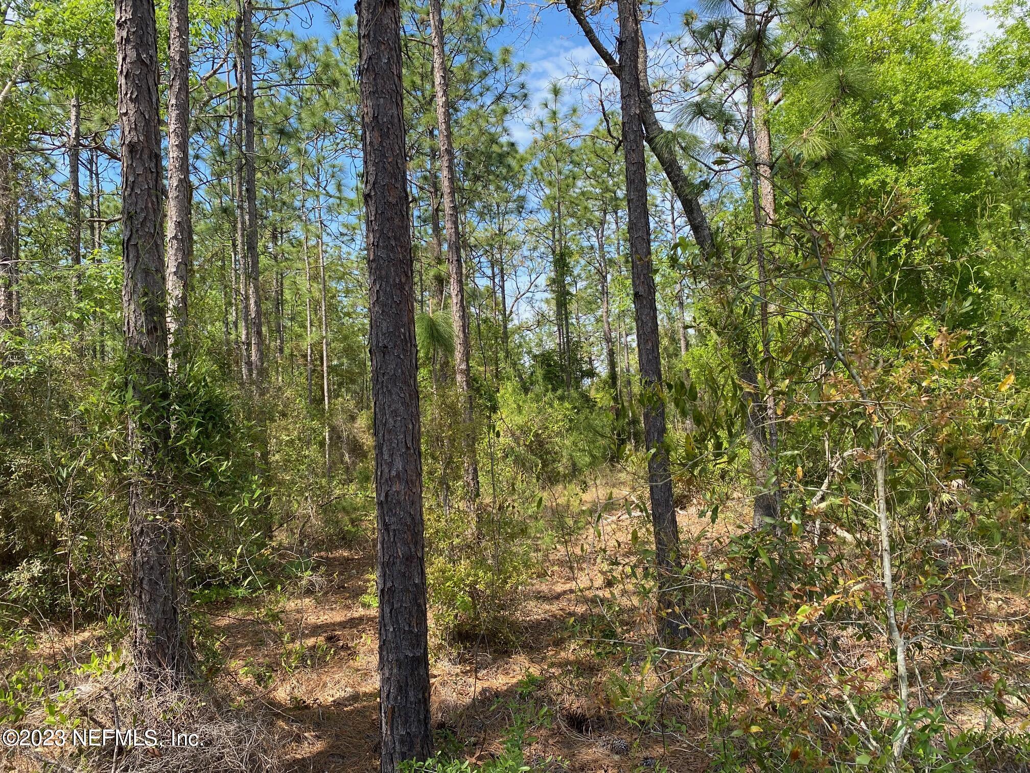 241 Baden Powell Road Hawthorne, FL 32640 - Photo 5 of 8 241 Baden Powell Rd e
