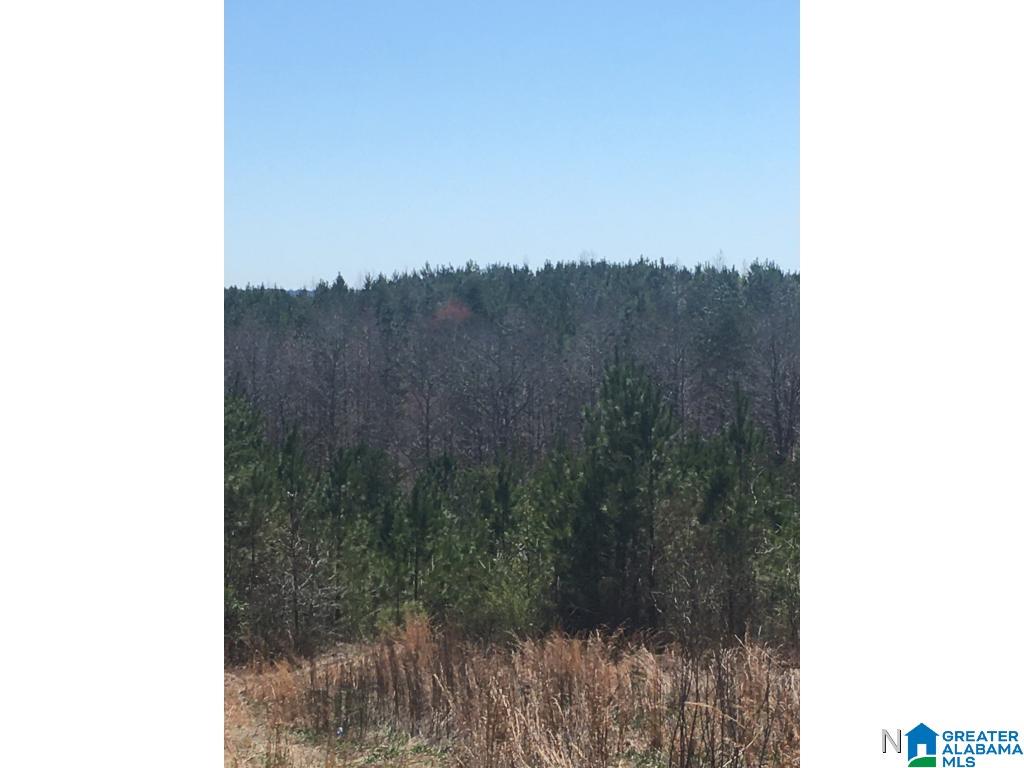 0 Bear Creek Road Haleyville, AL 35565 - Photo 4 of 13