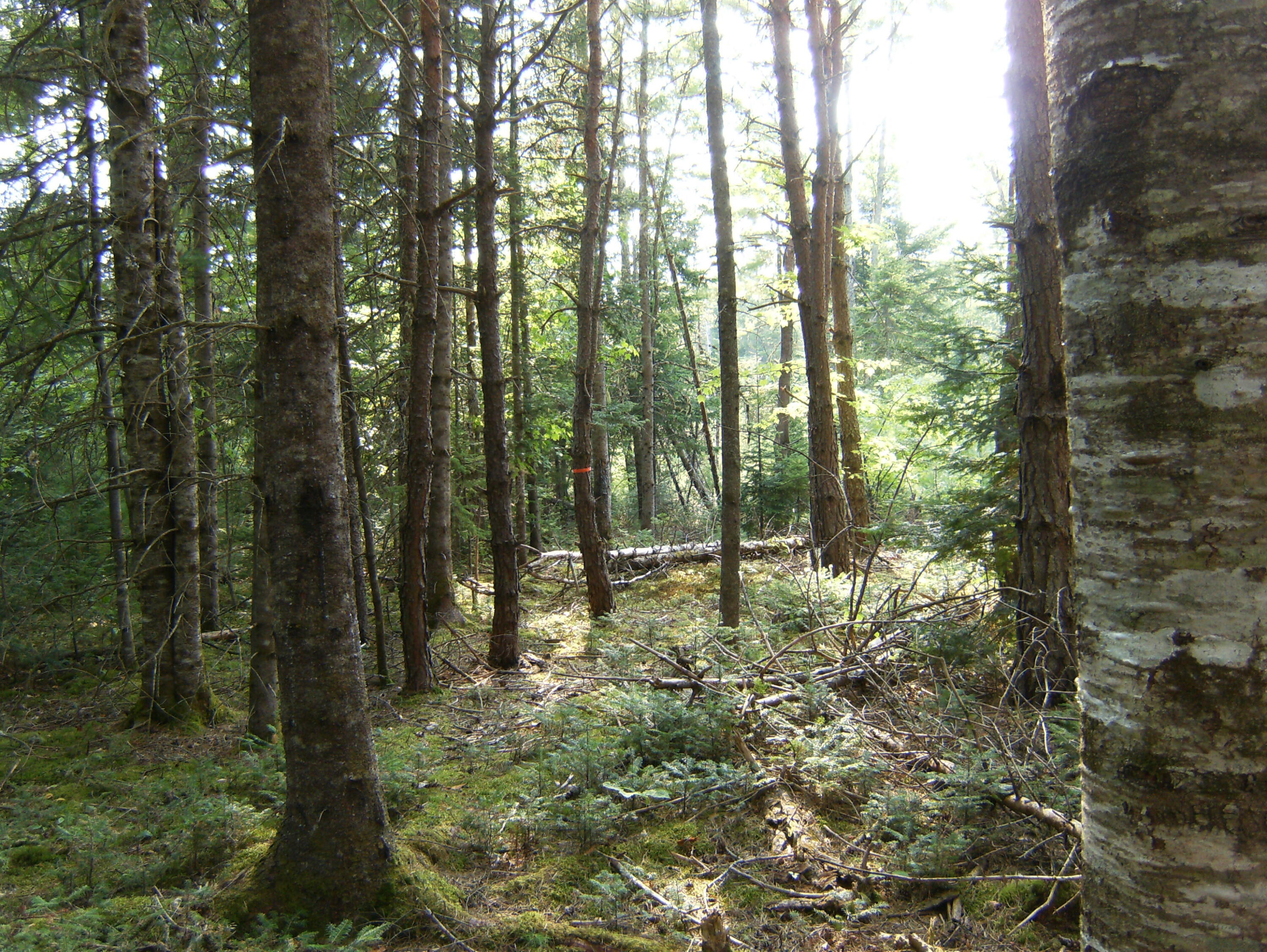 Map7-lot57 Map7-lot57 Manhanock Pond Sangerville, ME 04479 - Photo 12 of 13 011