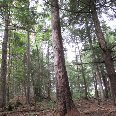 $75,000 | Map7-lot57 Map7-lot57 Manhanock Pond, Sangerville, ME 04479