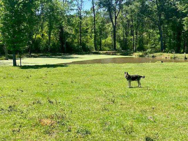 $649,500 | 1079 Mt Herman Road, Osyka, MS 39657