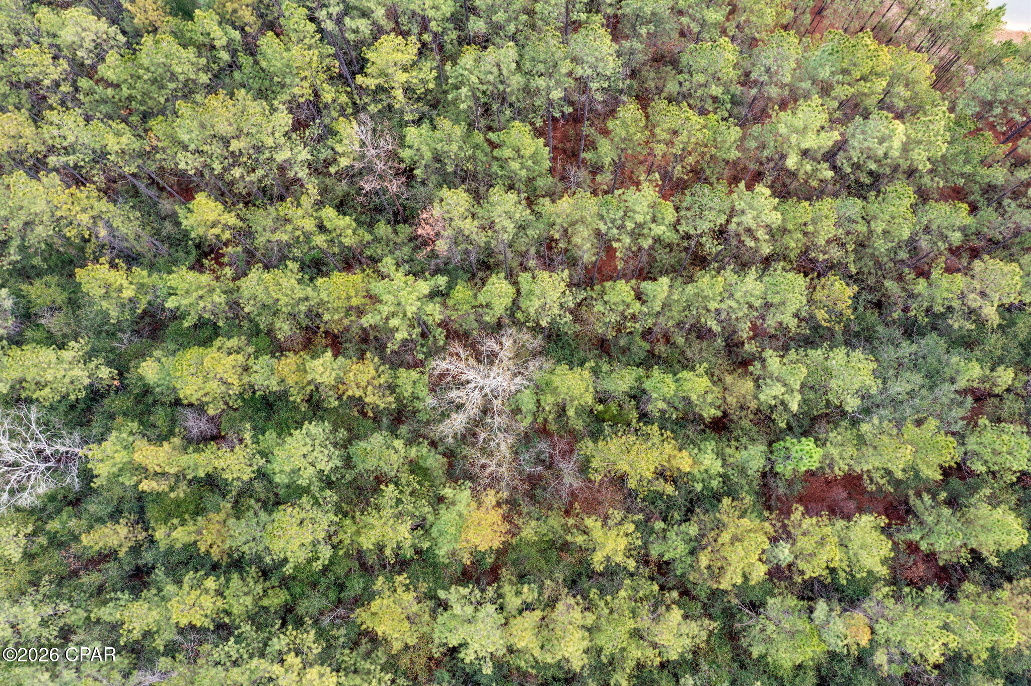 Xxx Sumac Road Westville, FL 32464 - Photo 6 of 18