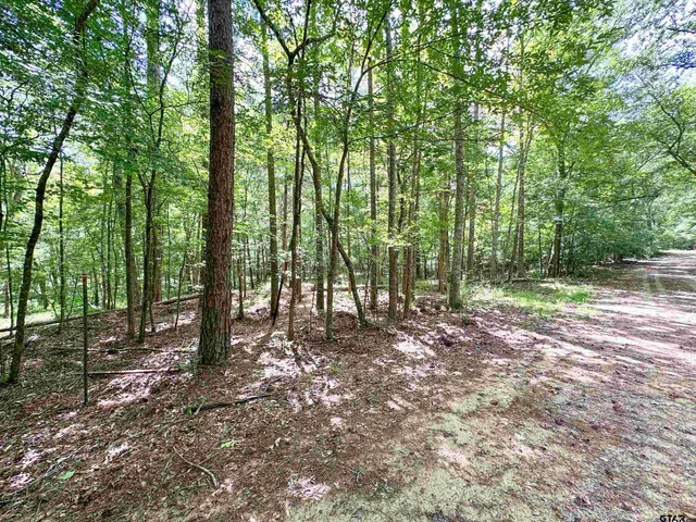 a view of tree in the forest