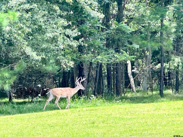 a view of swimming pool with lawn chairs and large trees