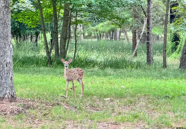 $44,000 | 0 An County Road 3194, Frankston, TX 75763