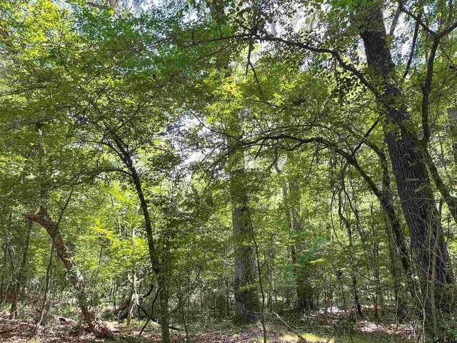 a view of outdoor space and green space