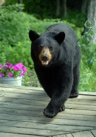 $475,000 | 104 Johnny Cake Hill Lane, Readsboro, VT 05350