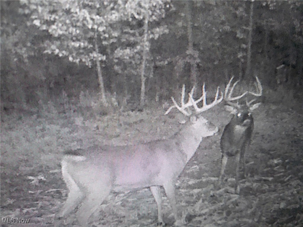 North Star Road Pleasant City, OH 43772 - Photo 15 of 42 TrailCam