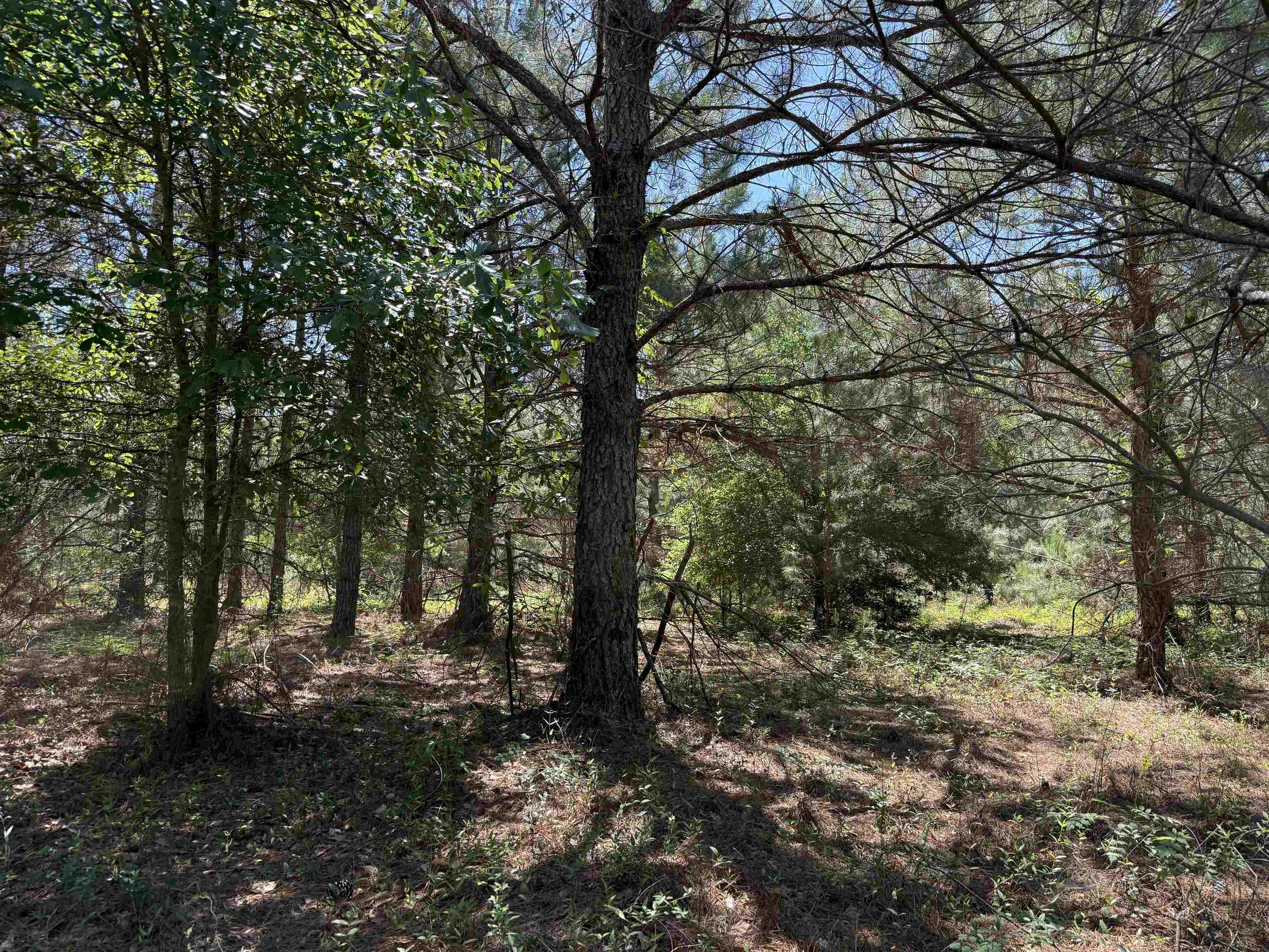 5432 June Burn Road Manning, SC 29102 - Photo 30 of 32