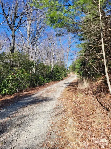 a view of a yard with plants and trees