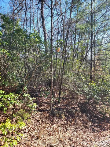 a view of a yard with plants and trees