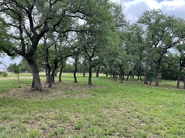 a view of a tree in a yard