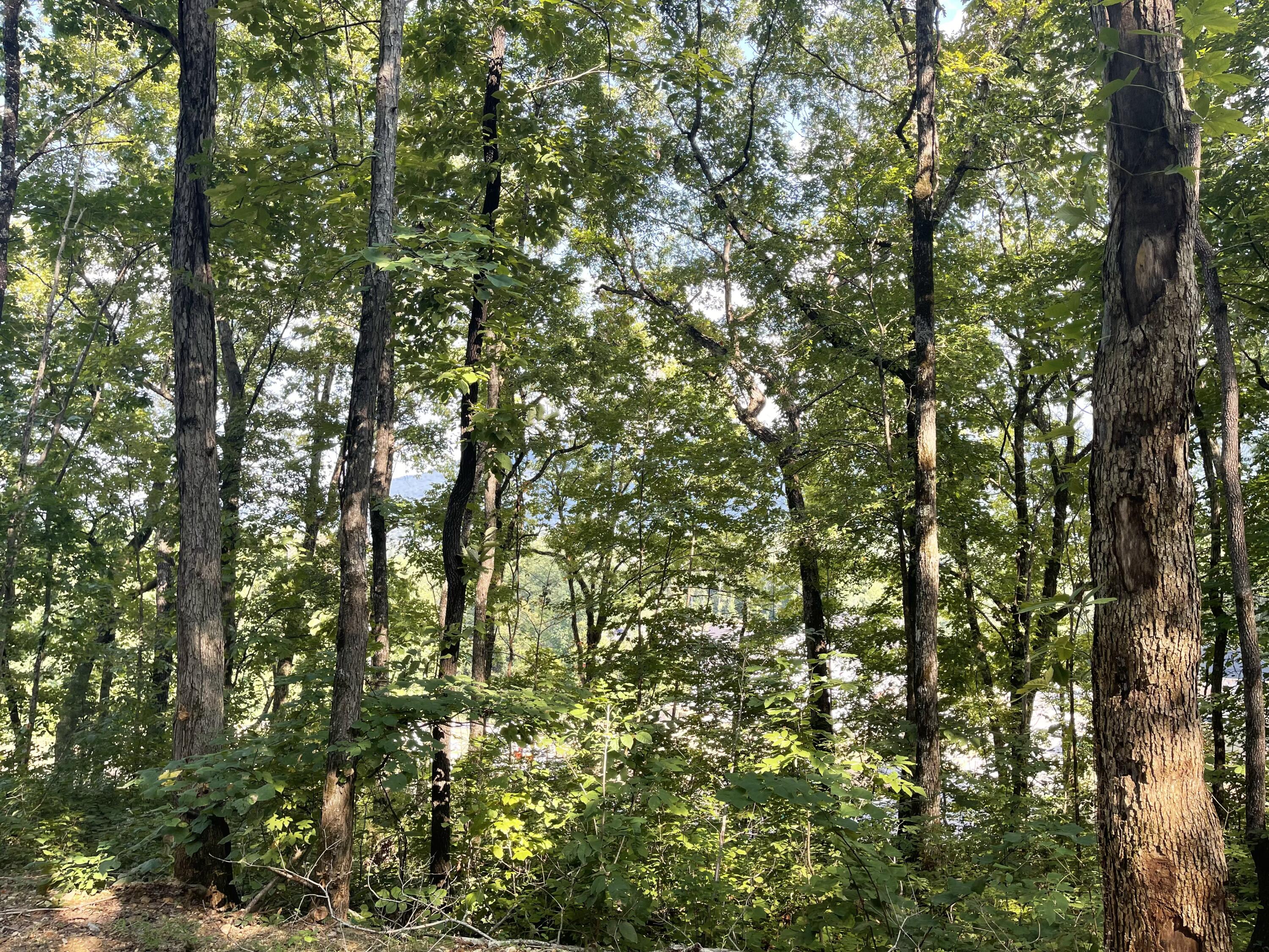 465 Sun Valley Road, Unit 703 Chattanooga, TN 37419 - Photo 8 of 9 B7C2234A-74F3-48E2-9DE8-6DF530C7D530