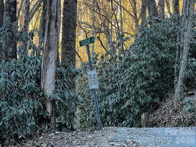 a view of a forest with trees in the background