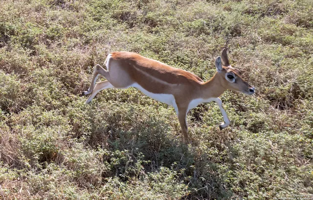 a view of outdoor space with trees all around