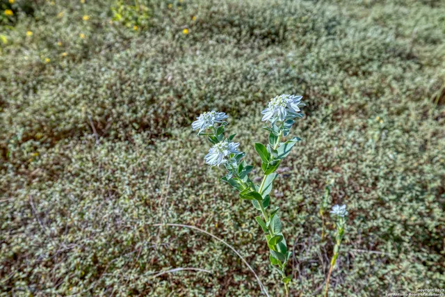 a view of a forest with a lush green forest