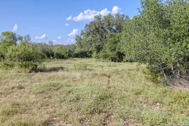 a view of a forest with a lush green forest