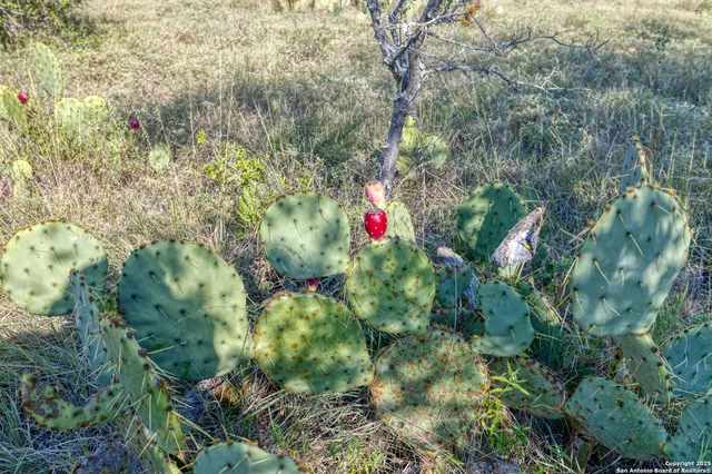 a backyard of a house with lots of plants and trees