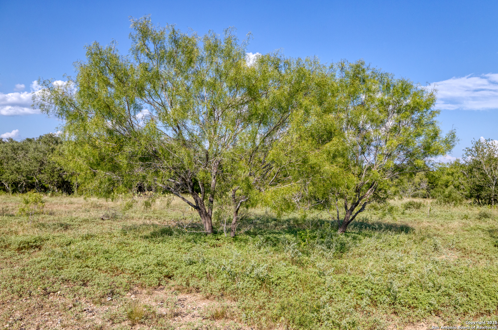 1 Utopia Forest D'Hanis, TX 78850 - Photo 21 of 36 a view of a yard with a tree