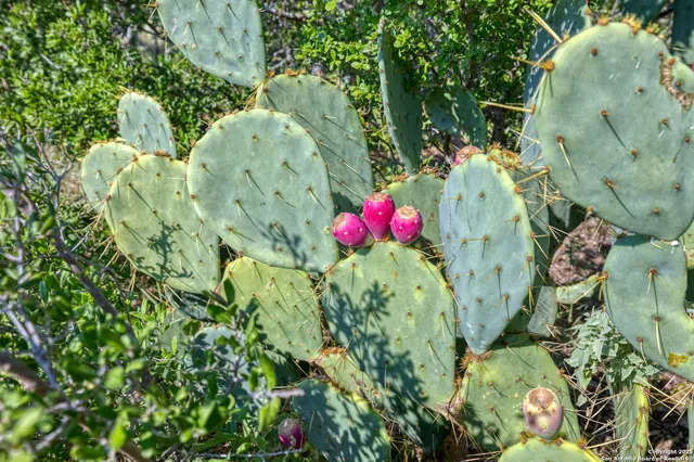 a view of a dry yard with green space and toilet