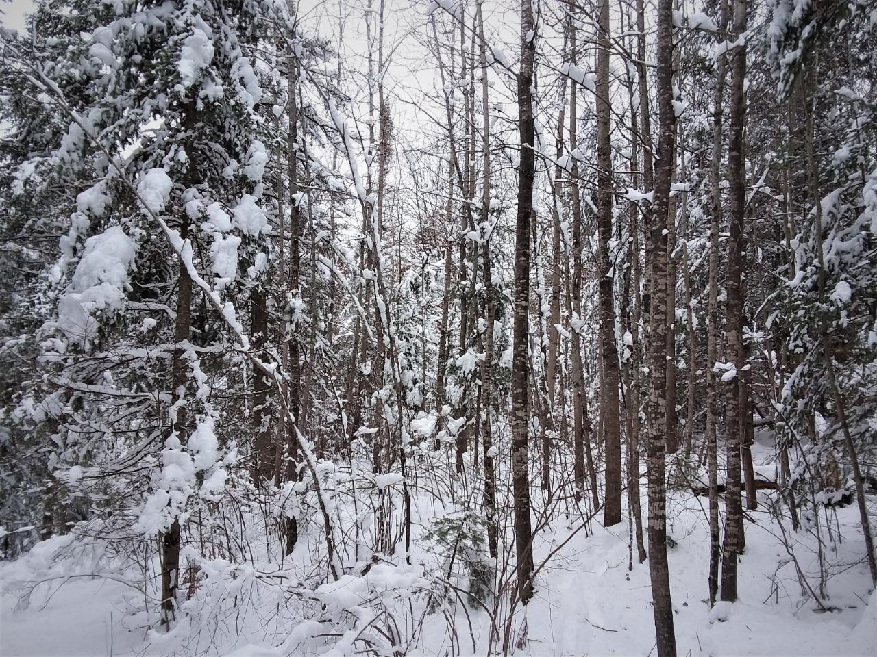 On Pelican Ranch Road, Unit 8 21 ACRES Rhinelander, WI 54501 - Photo 6 of 15 Gallery Image 6