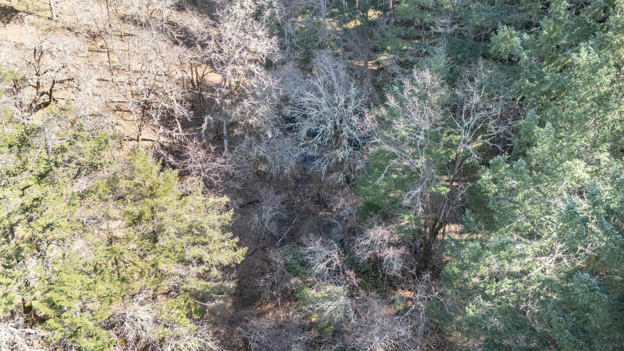 1449 Queen Of Bronze Road Cave Junction, OR 97523 - Photo 81 of 87 DJI_20240327222915_0392_D-HDR