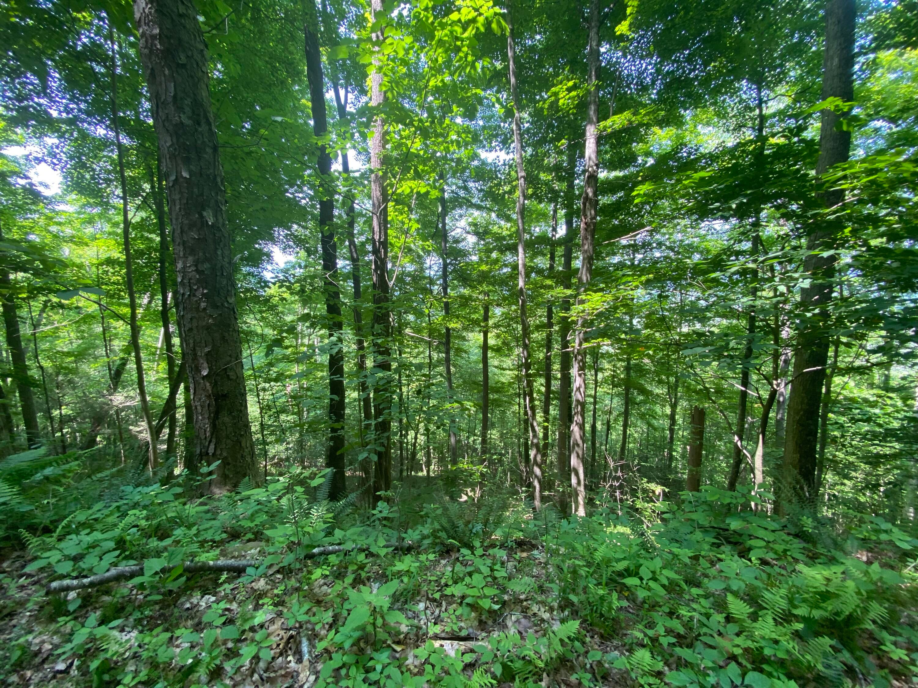 106 Creamery Road Pence Springs, WV 24962 - Photo 144 of 153 Gallery Image 144