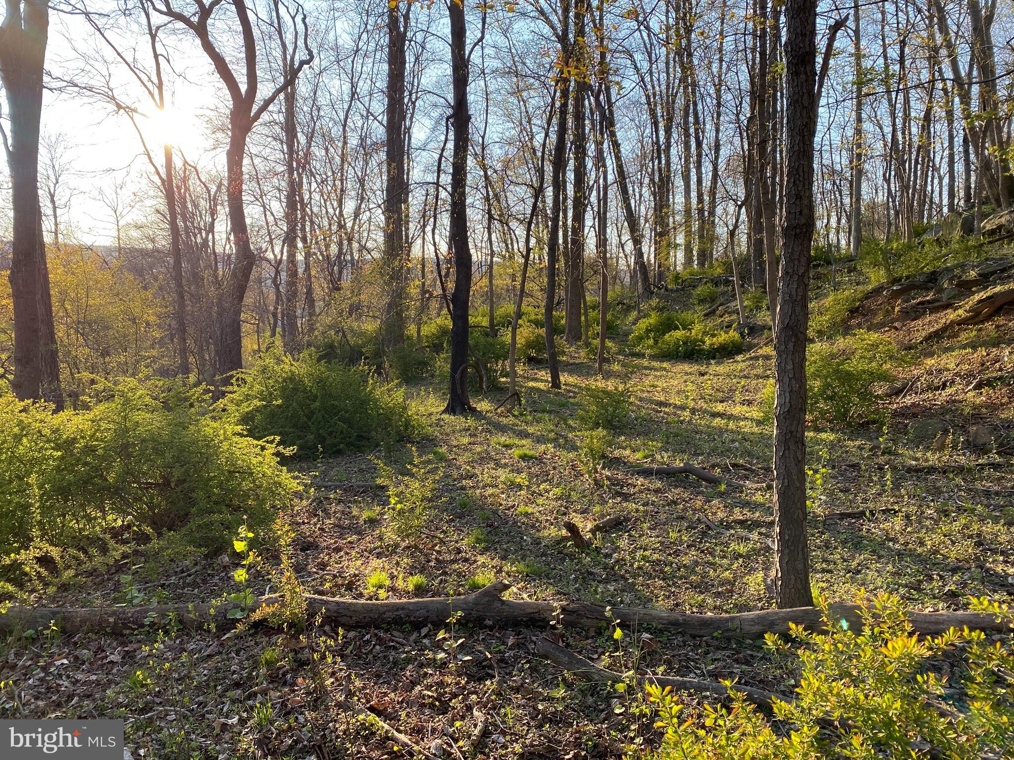 12509 Stottlemyer Road Myersville, MD 21773 - Photo 12 of 14 a view of back yard