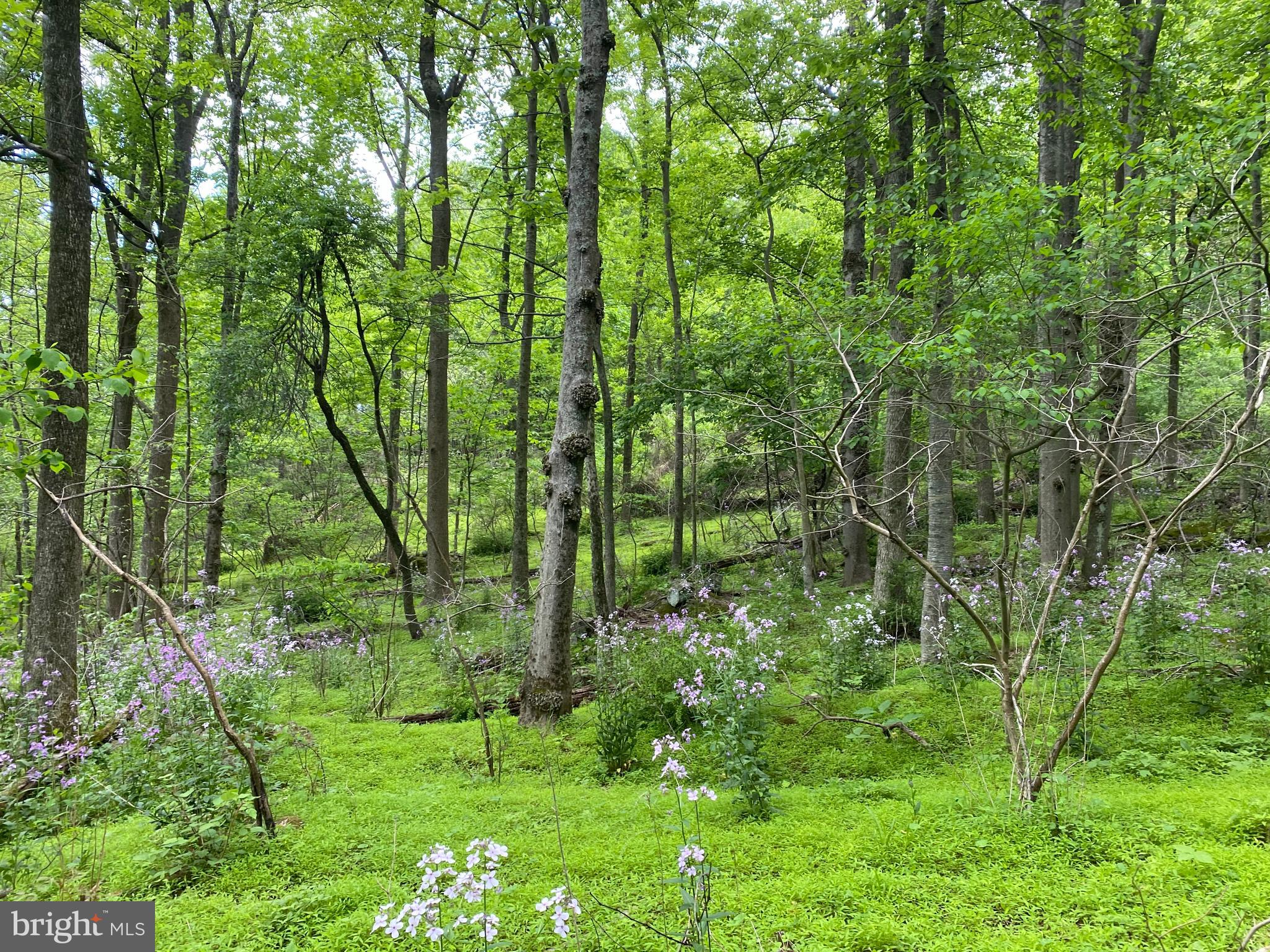 12509 Stottlemyer Road Myersville, MD 21773 - Photo 5 of 14 a backyard of a house with lots of green space