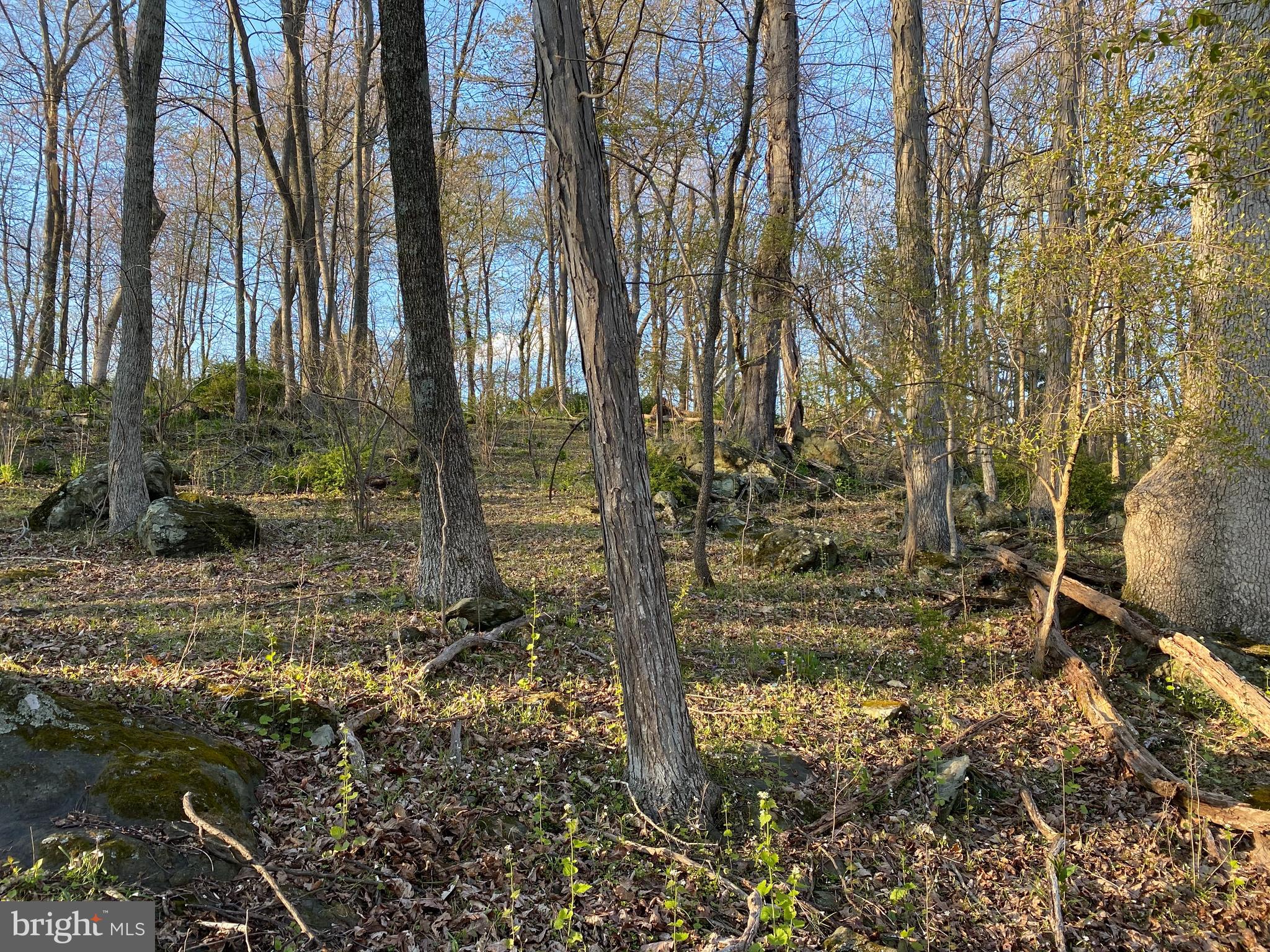 12509 Stottlemyer Road Myersville, MD 21773 - Photo 7 of 14 a view of a yard with plants and trees