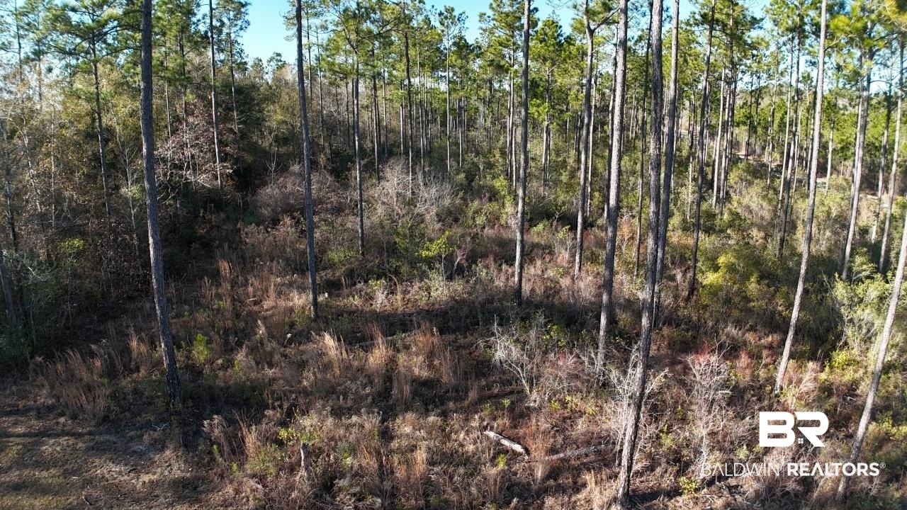 11808 Abb Road Tibbie, AL 36583 - Photo 18 of 31 View of landscape featuring a forest view