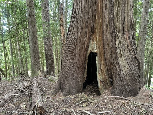 H Street Vernonia, OR 97064 - Photo 12 of 21