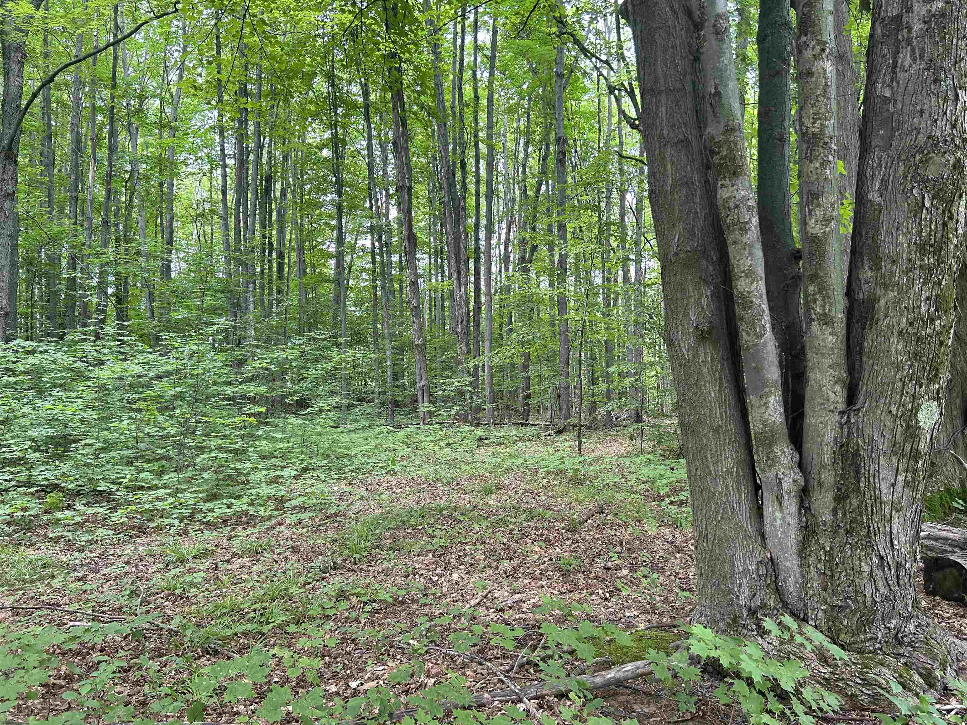 330 Thomas Road Kalkaska, MI 49646 - Photo 4 of 9