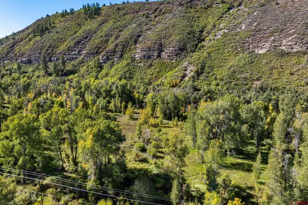 a view of a forest with a pathway